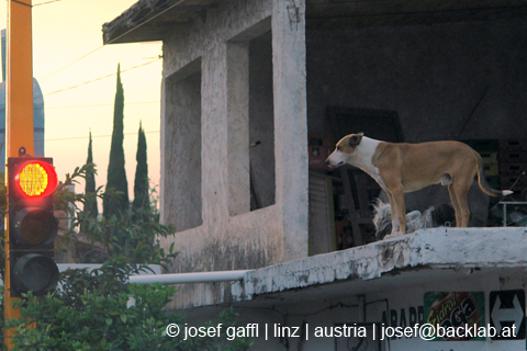 mexico_chapala_josef_gaffl_austria-52