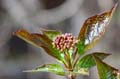 urban_flora_090414-91