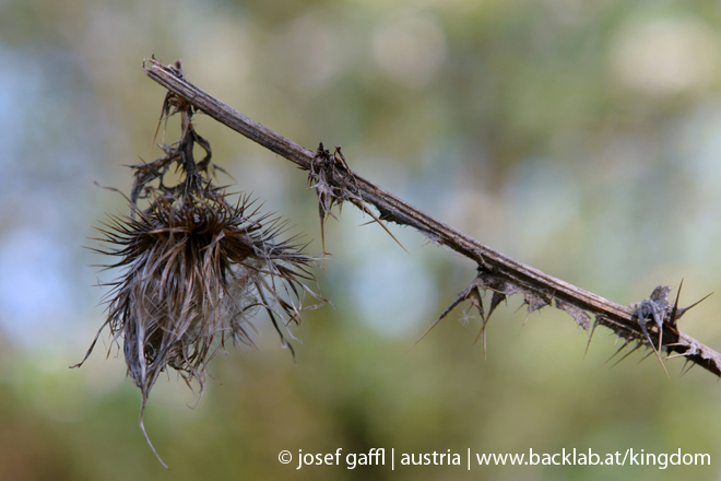 april_03_2009_linz_flora-90