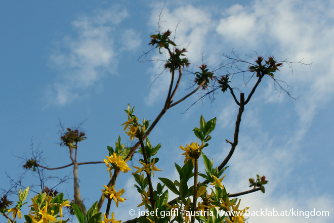 urban_flora_april_2009-32