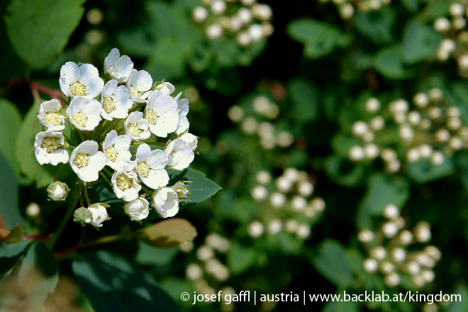 urban_flora_april_2009-46