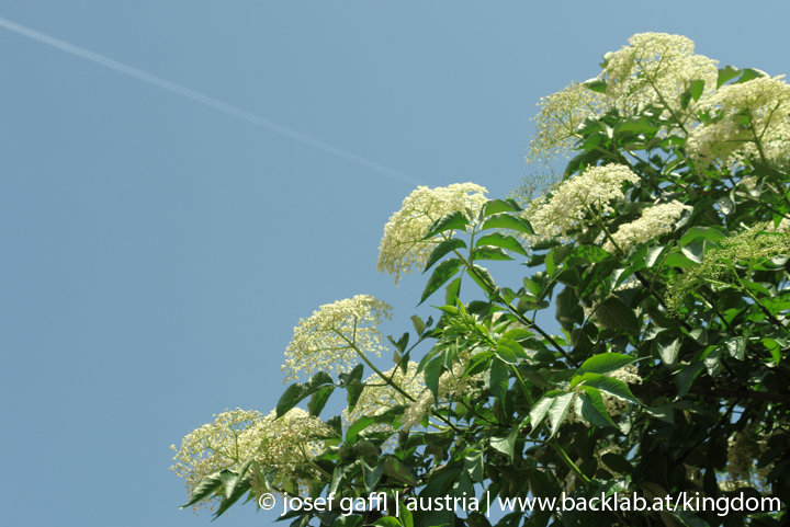 linz_austria_may_2009-066