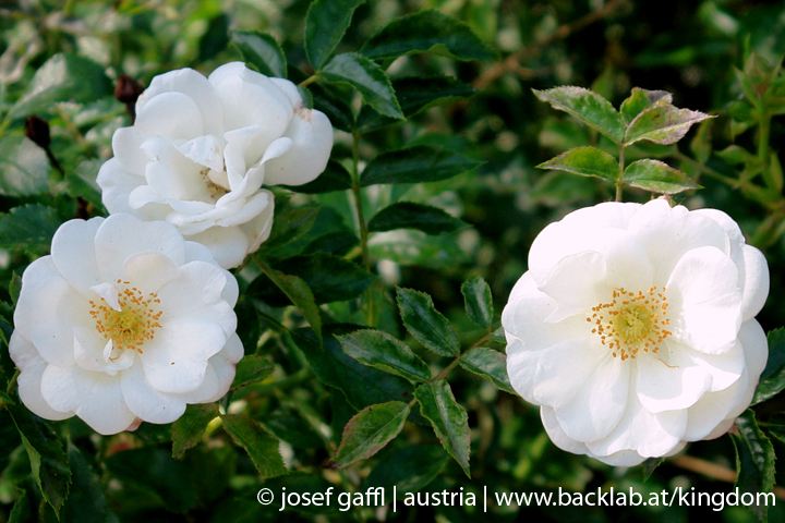 linz_austria_may_2009-076