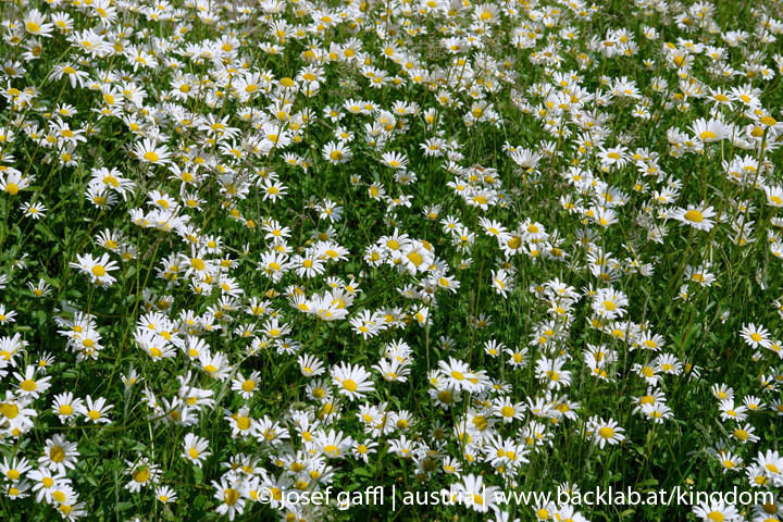 linz_austria_may_2009-085