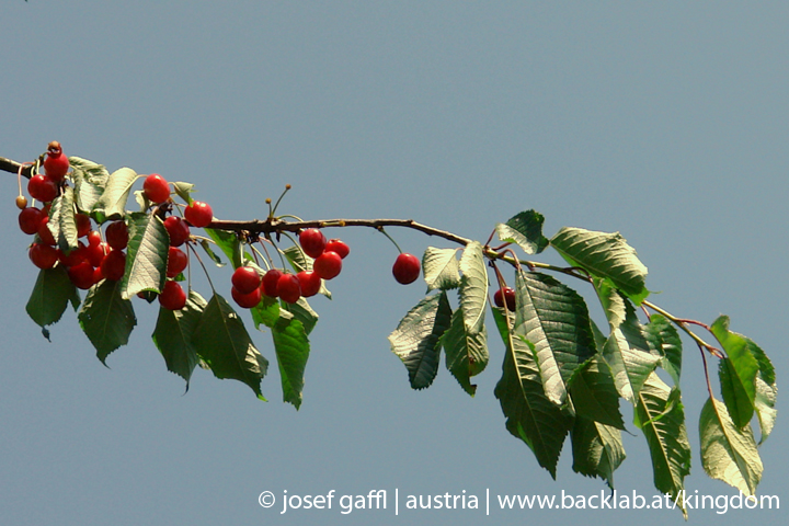 linz_austria_may_2009-124