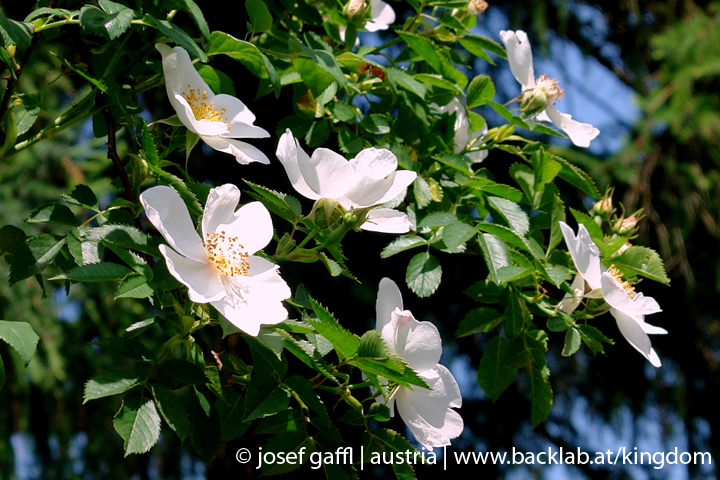 linz_austria_may_2009-131