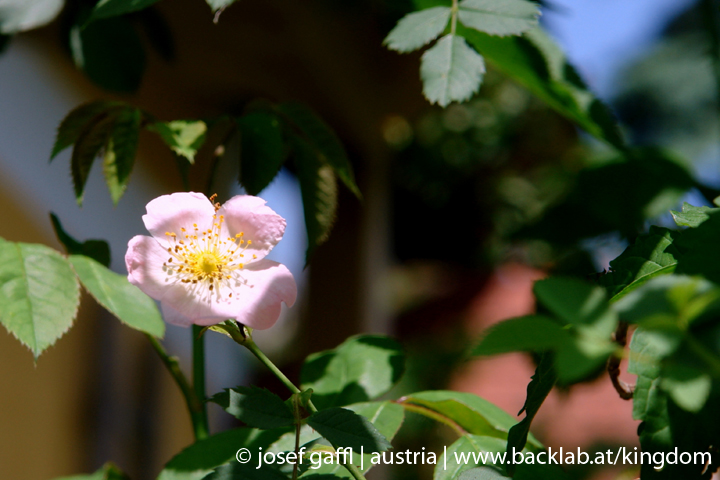 linz_austria_may_2009-133